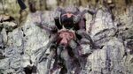 Tigerrump Tarantula, Cyclosternum/Davus fasciatus/pentalore 